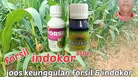 Cara Mencampur dan Menggunakan Forsil dan Indokor 250 ec